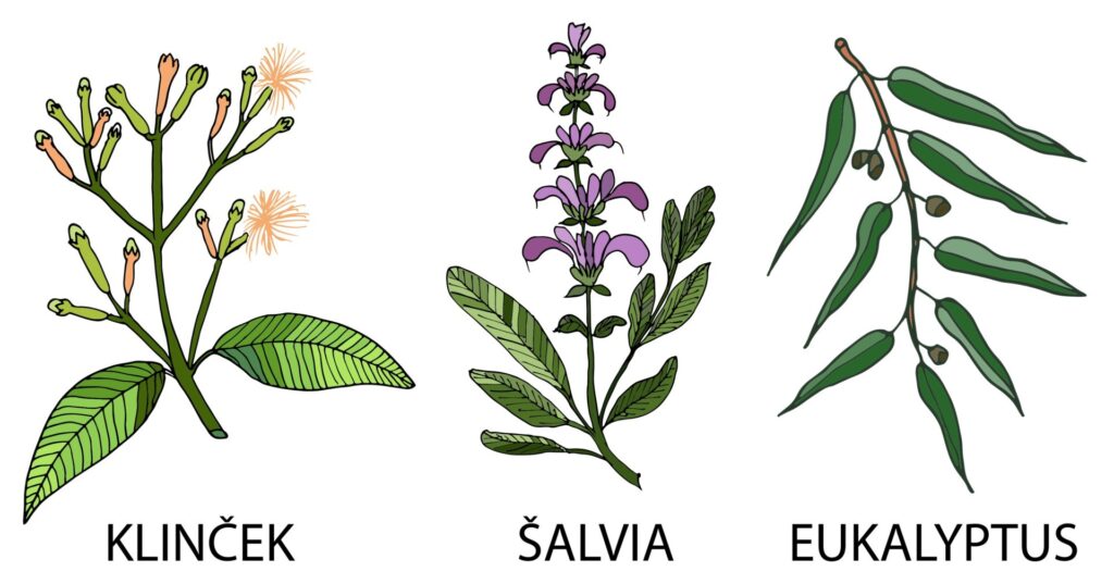 Zubné pasty biela perla obsahujú eukalyptus na svieži dych a klinček a šalviu, ktoré majú antibakteriálne a regeneračné účinky